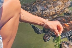 Sansibar: Jozani-Wald & Meeresschildkröten-Reservat