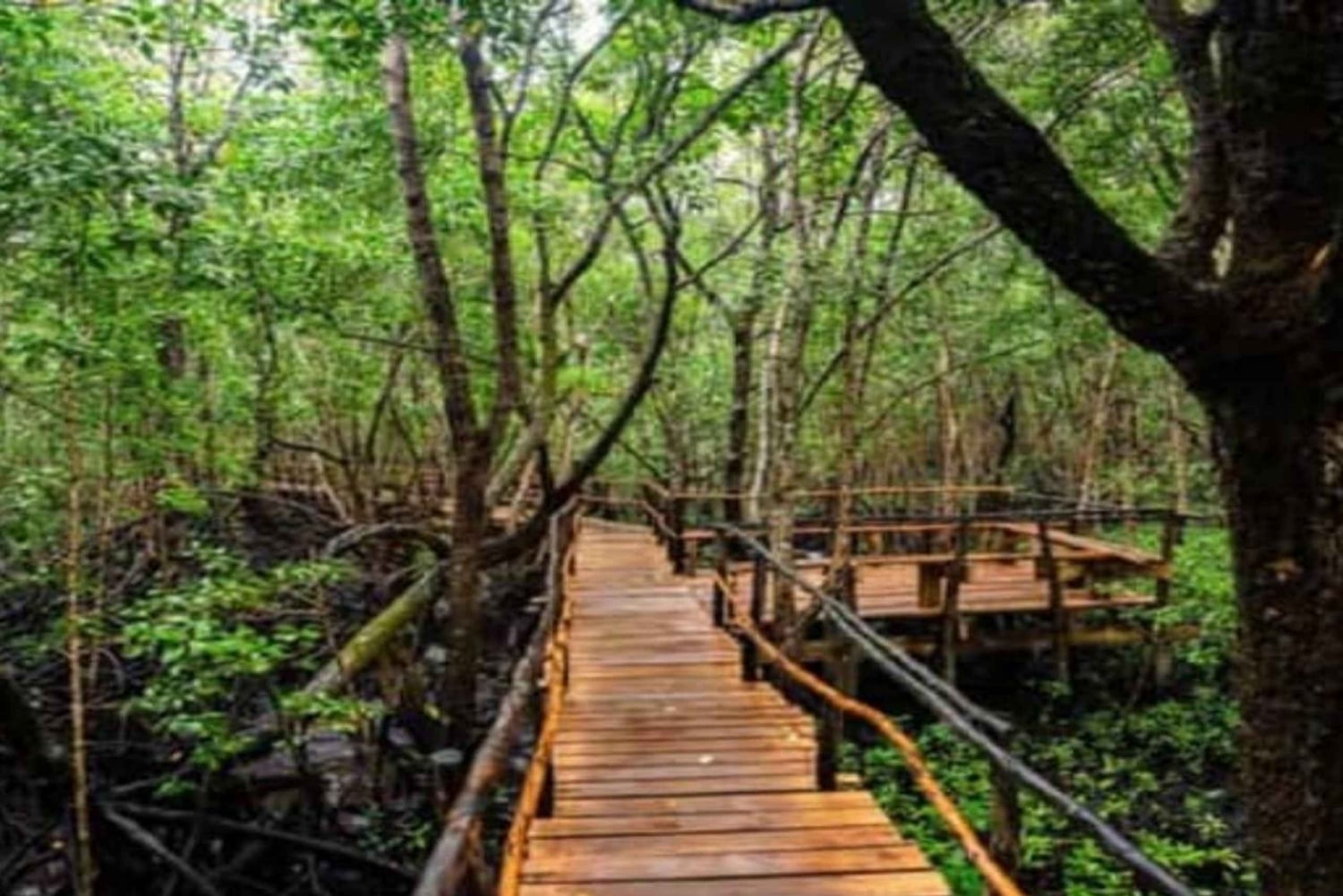 Sansibar: Jozani-Wald, Meeresschildkröten und Gewürzfarm-Tour