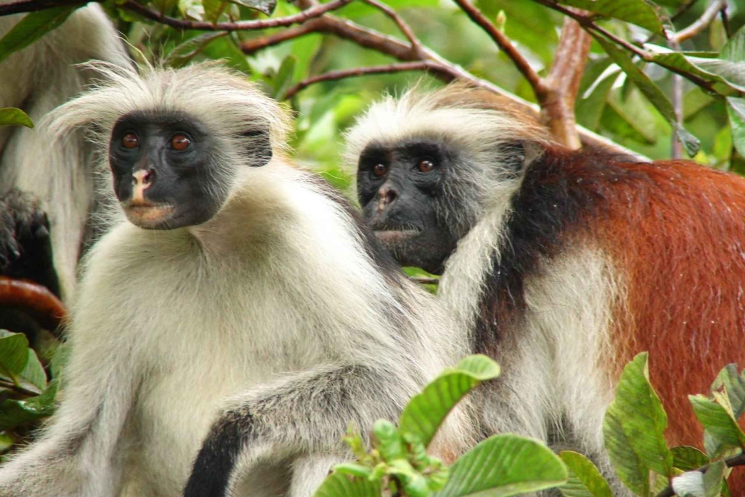 Sansibar: Jozani-Wald, Meeresschildkröten und Gewürzfarm-Tour