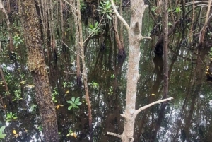 Sansibar: Jozani-Wald, Meeresschildkröten und Gewürzfarm-Tour