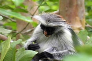 Sansibar: Jozani-Wald, Meeresschildkröten und Gewürzfarm-Tour