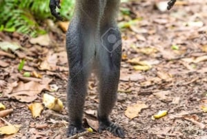 Zanzíbar: bosque de Jozani, tortugas marinas y playa de Kendwa