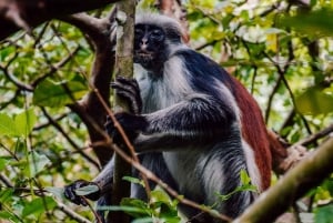 Zanzíbar: bosque de Jozani, tortugas marinas y playa de Kendwa