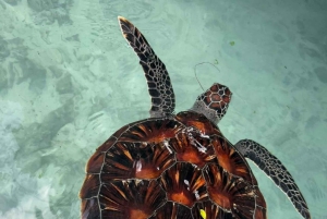 Zanzibar: las Jozani, żółwie morskie, jaskinia Kuza i The Rock