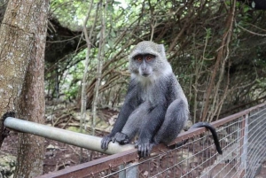 Zanzibar: las Jozani, żółwie morskie, jaskinia Kuza i The Rock
