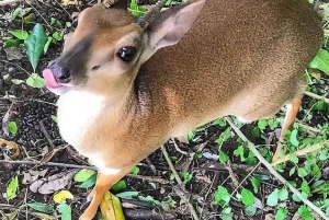 Zanzibar: las Jozani, żółwie morskie, jaskinia Kuza i The Rock