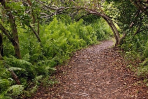 Zanzibar: las Jozani, żółwie morskie, jaskinia Kuza i The Rock