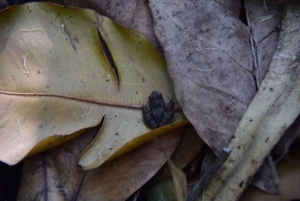 Zanzibar: las Jozani, żółwie morskie, jaskinia Kuza i The Rock