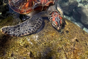 Занзибар: тур по лесу Джозани и заповеднику морских черепах