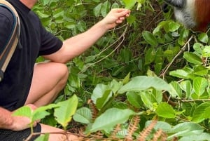 Занзибар: тур по лесу Джозани и заповеднику морских черепах