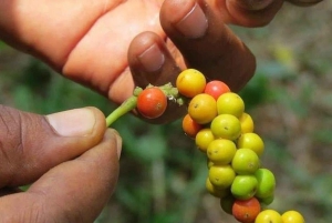Zanzibar: Jozani-bos, Salaam-grot & Mtende-strandtour