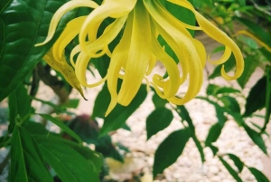 Zanzibar: Spice Farm, Jozani Forest & Swim with Turtles Tour