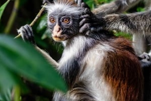 Zanzibar: Jozani-metsä, mausteviljelmä ja kokkauskurssi