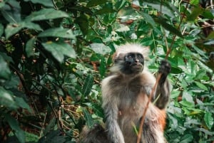 Zanzibar: Jozani-metsä, mausteviljelmä ja kokkauskurssi