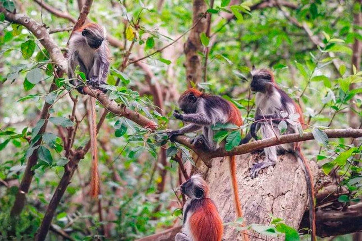 Zanzibar: Floresta de Jozani, Quinta de Especiarias, Passeio Privado pela Cidade de Pedra