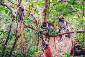 Zanzibar: Jozanin metsä, maustefarmi ja Kivikaupungin yksityinen kierros