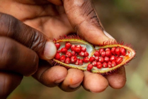 Zanzibar: Jozanin metsä, maustefarmi ja Kivikaupungin yksityinen kierros