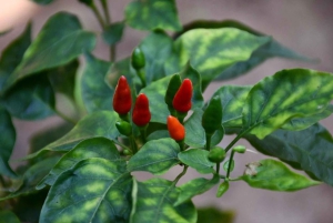 Zanzibar: Jozanin metsä, maustefarmi ja Kivikaupungin yksityinen kierros