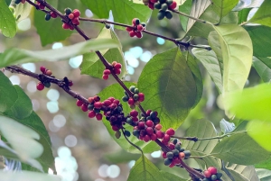 Zanzibar: Jozanin metsä, maustefarmi ja Kivikaupungin yksityinen kierros