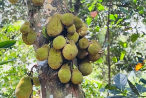 Zanzibar: Jozanin metsä, maustefarmi ja Kivikaupungin yksityinen kierros