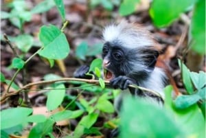 Zanzibar: Floresta de Jozani, Quinta de Especiarias, Passeio Privado pela Cidade de Pedra