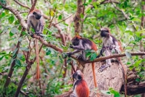 Zanzibar: Floresta de Jozani, Quinta de Especiarias, Passeio Privado pela Cidade de Pedra