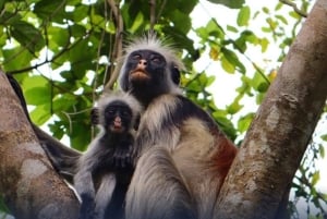 Zanzibar: Floresta de Jozani, Quinta de Especiarias, Passeio Privado pela Cidade de Pedra