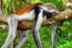 Zanzibar: Floresta de Jozani, Quinta de Especiarias, Passeio Privado pela Cidade de Pedra