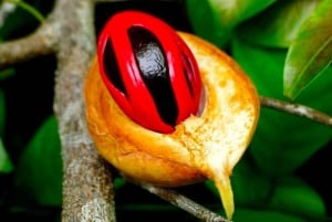 Zanzibar: Floresta de Jozani, Quinta de Especiarias, Passeio Privado pela Cidade de Pedra