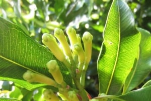 Zanzibar: Floresta de Jozani, Quinta de Especiarias, Passeio Privado pela Cidade de Pedra