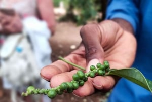 Zanzibar: Floresta de Jozani, Quinta de Especiarias, Passeio Privado pela Cidade de Pedra