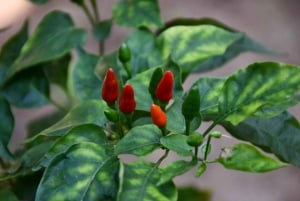 Zanzibar: Floresta de Jozani, Quinta de Especiarias, Passeio Privado pela Cidade de Pedra