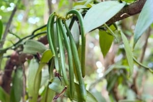 Zanzibar: Floresta de Jozani, Quinta de Especiarias, Passeio Privado pela Cidade de Pedra