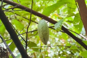 Zanzibar: Floresta de Jozani, Quinta de Especiarias, Passeio Privado pela Cidade de Pedra