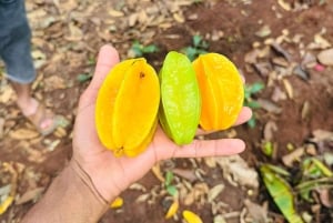 Zanzibar: Floresta de Jozani, Quinta de Especiarias, Passeio Privado pela Cidade de Pedra