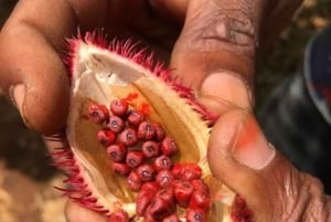 Zanzibar : forêt de Jozani, ferme aux épices et Stone Town