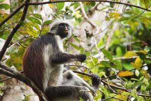 Zanzibar: Jozani Forest, Spice Farm, & Stone Town with Guide