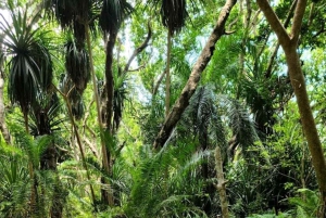 Zanzibar: Jozani Forest, Spice Farm, & Stone Town with Guide