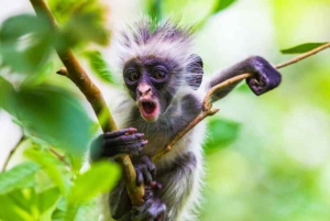 Zanzibar: Jozani Forest, Spice Farm, & Stone Town with Guide