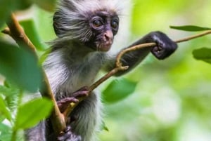 ザンジバル：ジョザニの森、スパイス農園、そしてプリズン島をご覧ください