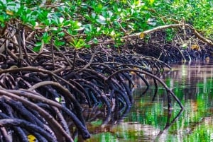 Zanzíbar: bosque de Jozani, granjas de especias y tour por Stone Town