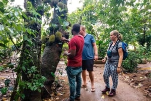 Zanzíbar: bosque de Jozani, granjas de especias y tour por Stone Town