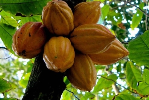 Zanzibar: Jozani Forest, Spice Farms, & Stone Town tour