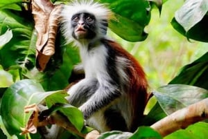 Île de Kojani : visite apicole avec dégustation de miel