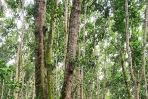 Île de Kojani : visite apicole avec dégustation de miel