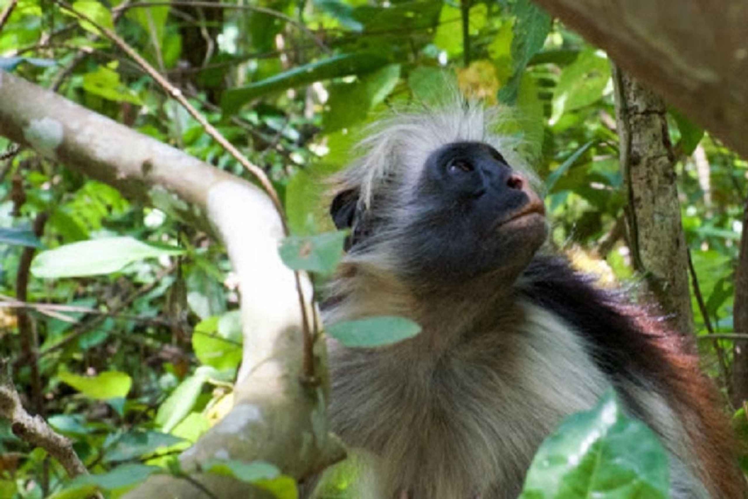 Zanzibar: Jozani-metsä, Stone Town ja mausteviljelmät