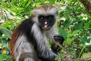 Zanzíbar: Bosque de Jozani, Ciudad de Piedra y Crucero en Dhow al Atardecer