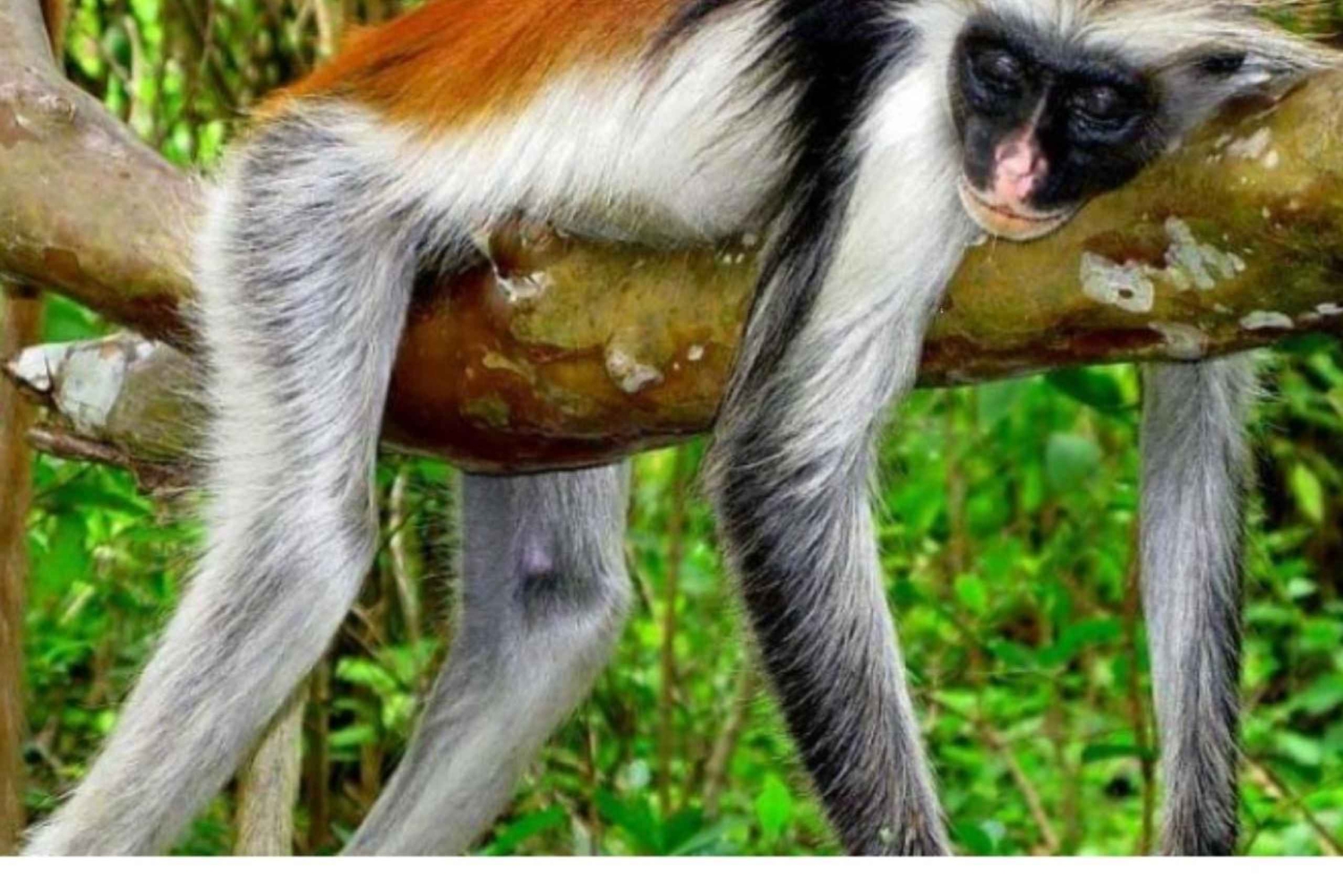 Zanzibar: Jozani-skogen, tur i Stone Town og Prison Island