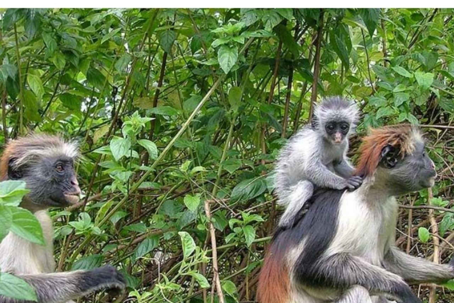Zanzibar: Jozani-skogen, tur i Stone Town og Prison Island
