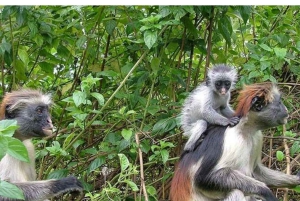 Zanzibar: Jozani-skogen, tur i Stone Town og Prison Island